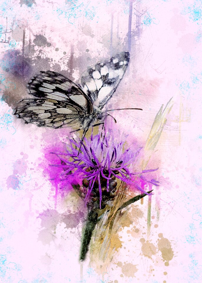 Knapweed close insect