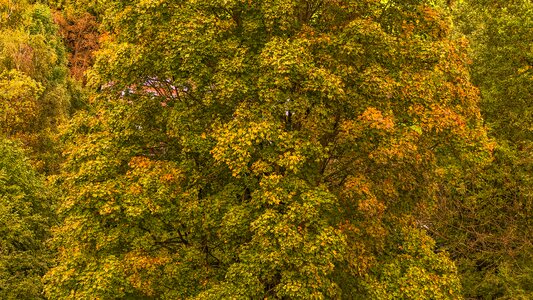 Mood golden autumn landscape photo