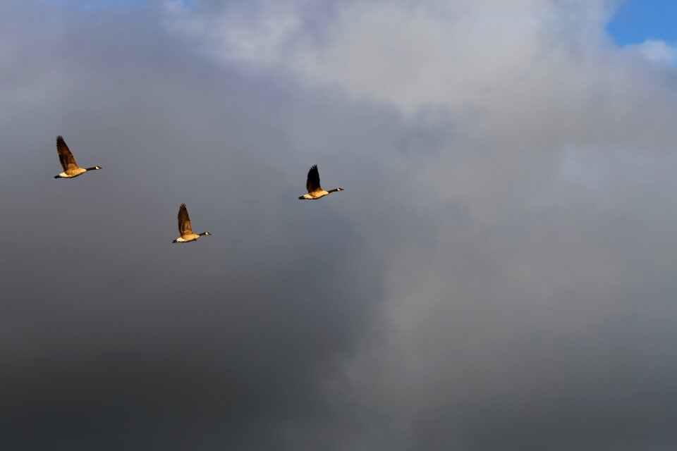 Nature animal flight