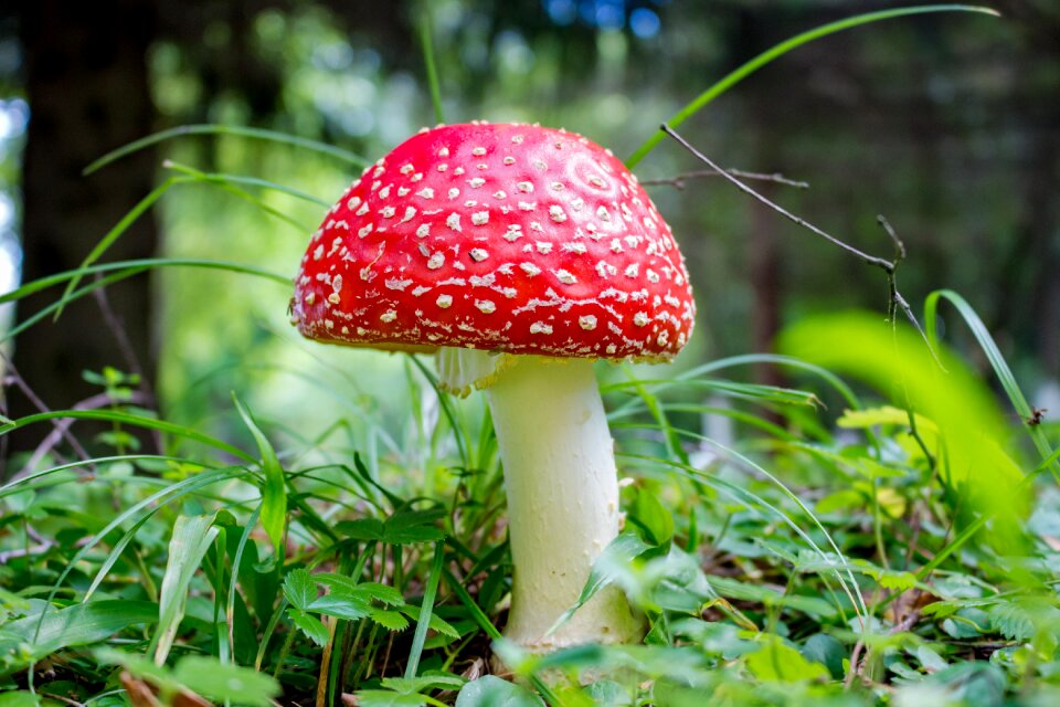 Poisonous mushroom mushrooms