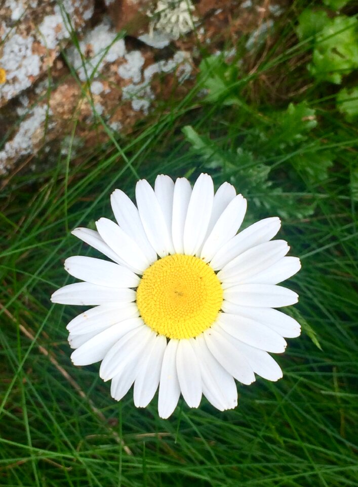 Yellow bloom bright