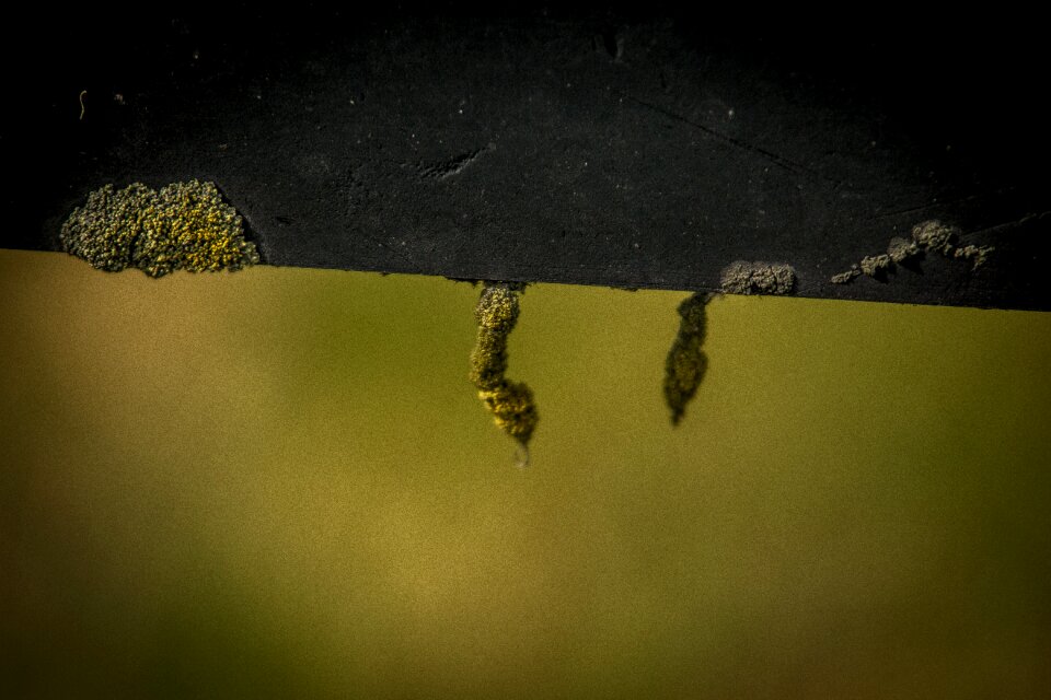Small mushroom moss close up