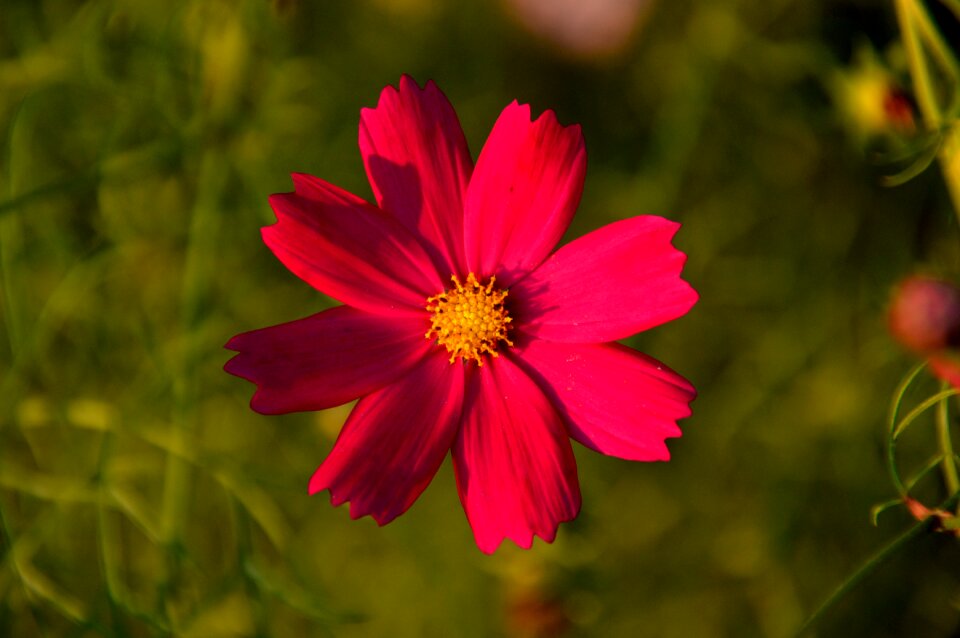 Autumn nature petal