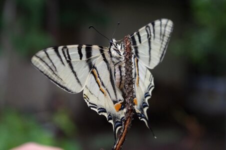 Natural insect garden