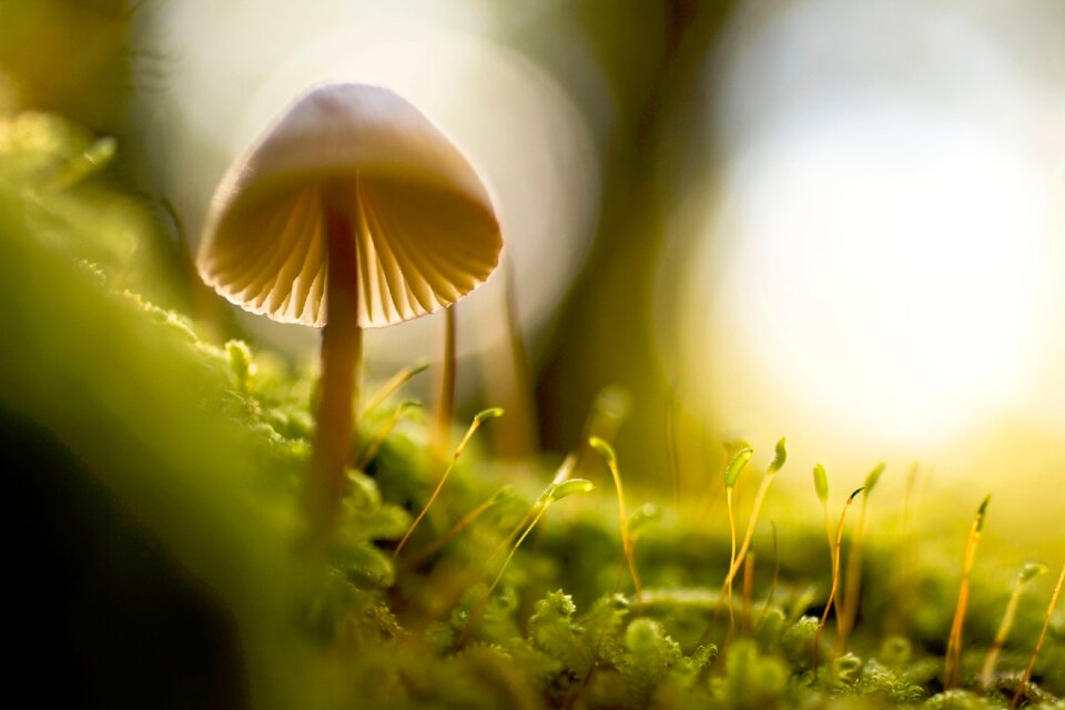 Macro mushroom plants