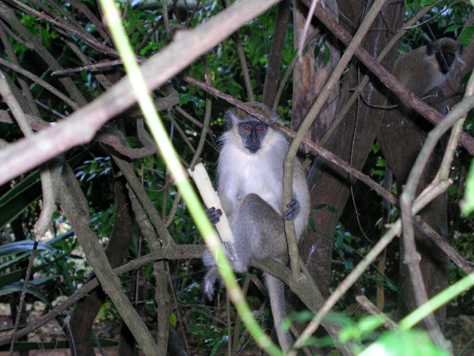 Green monkey wildlife