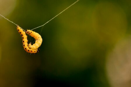 Caterpillar animal nature photo