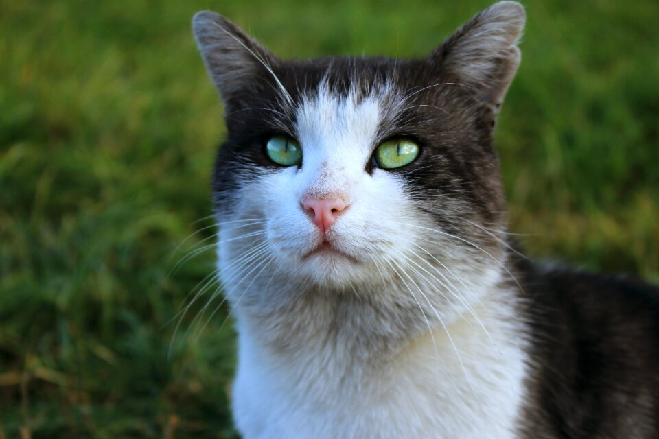 Pets pet cat looking