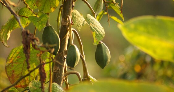 Fruit tropical papaya