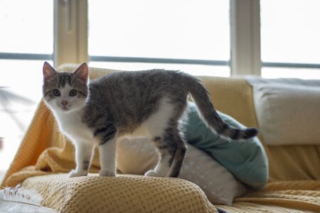 Young cat mieze cat