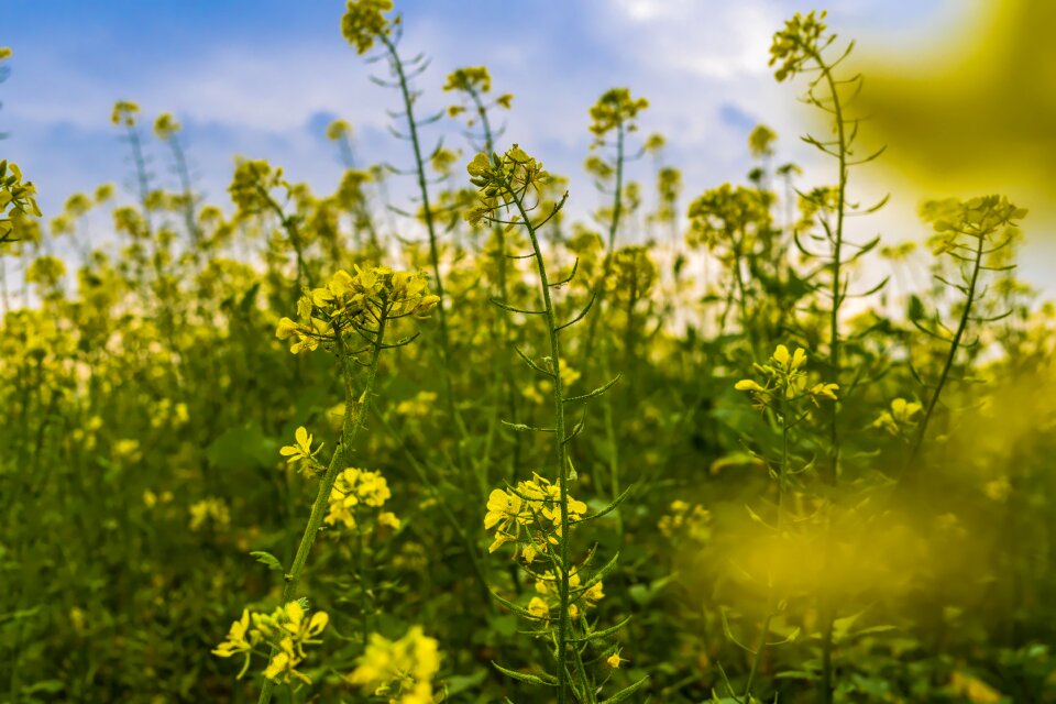 Cultivation agricultural yellow
