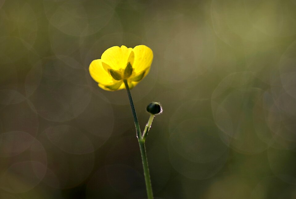 Tiny the petals green