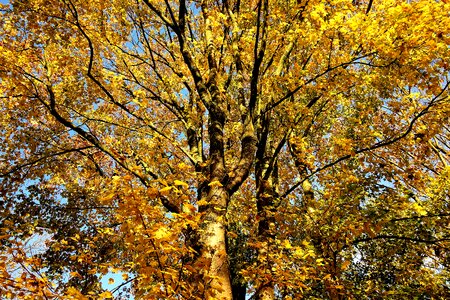 Autumn leaves fall colors autumn colors