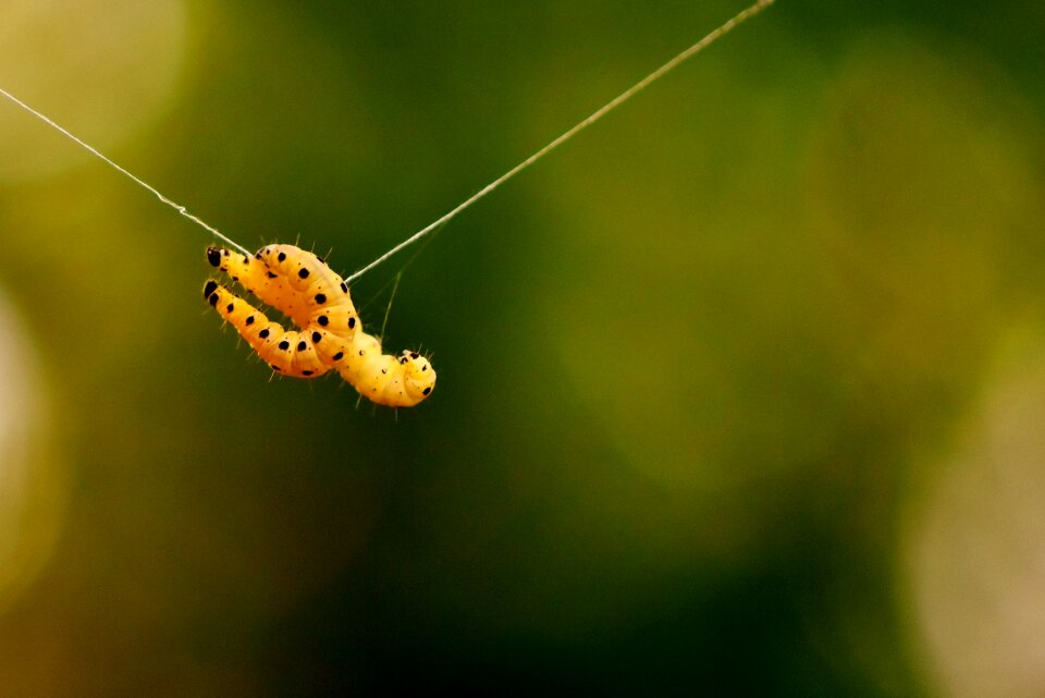 Caterpillar animal nature