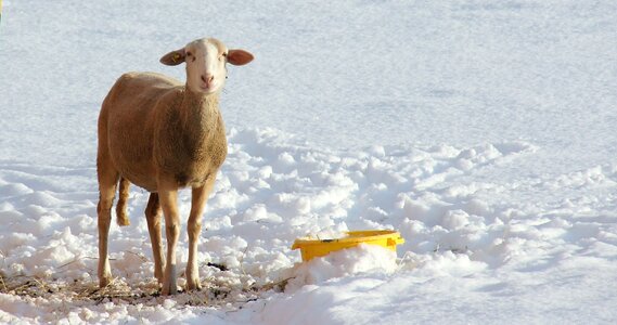 Snowy wintry enclosure