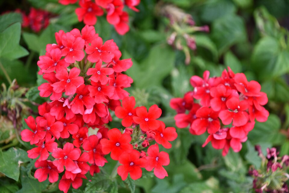 Plant little flower red