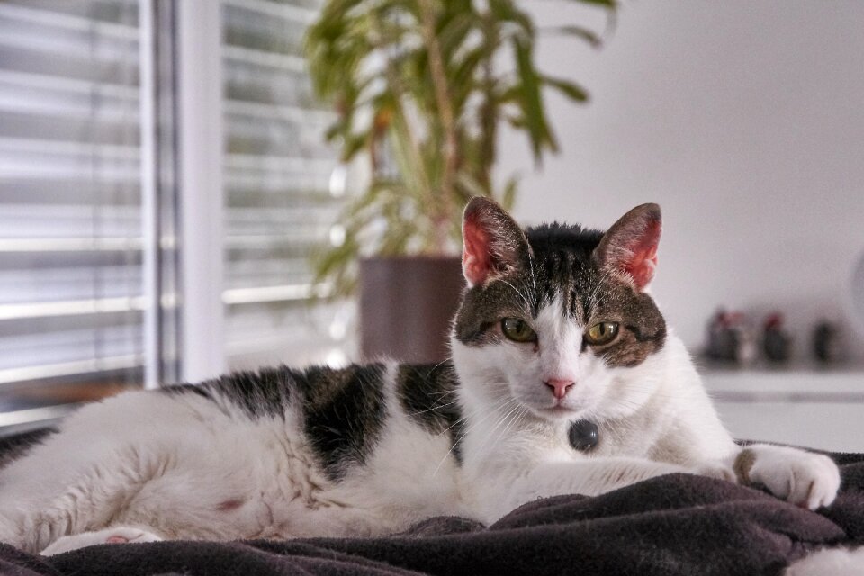 Cute cute cat pretty