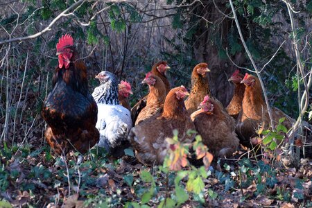 Poultry farm rural area