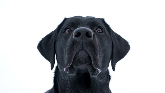 Cute pet mammals