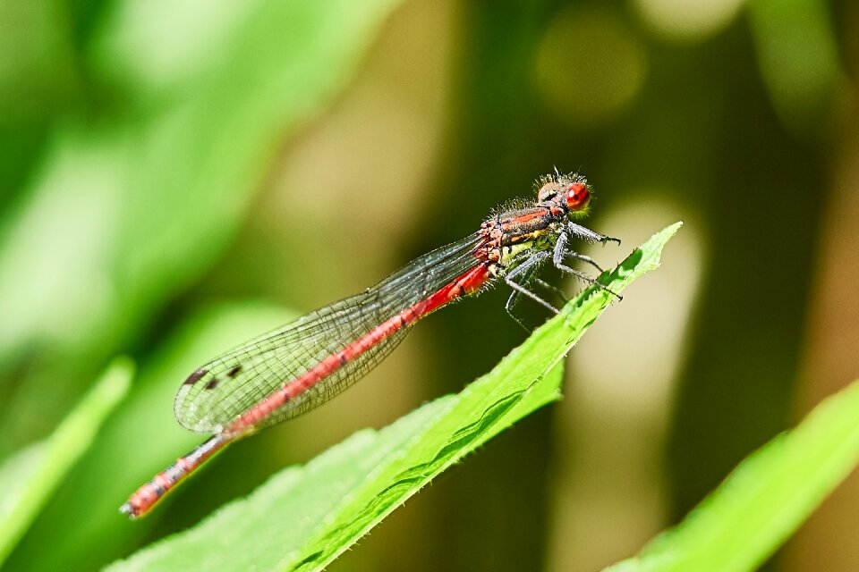 Insect macro animal photo