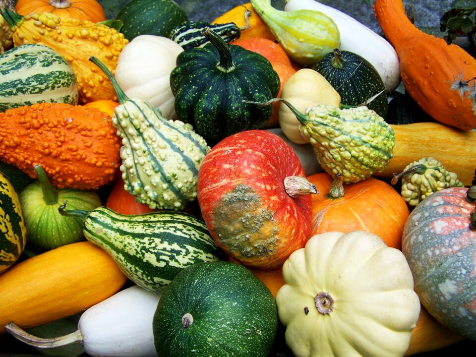 Pumpkins colorful pumpkins fall harvest