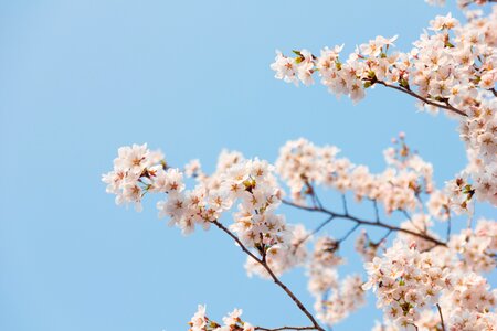 Cherry blossom nature cherry tree photo