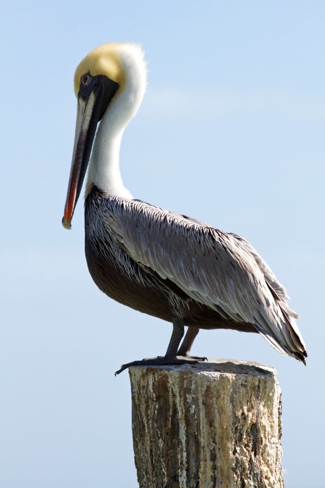Beak water riviera maya