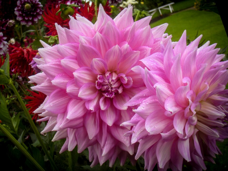 Bloom nature close up