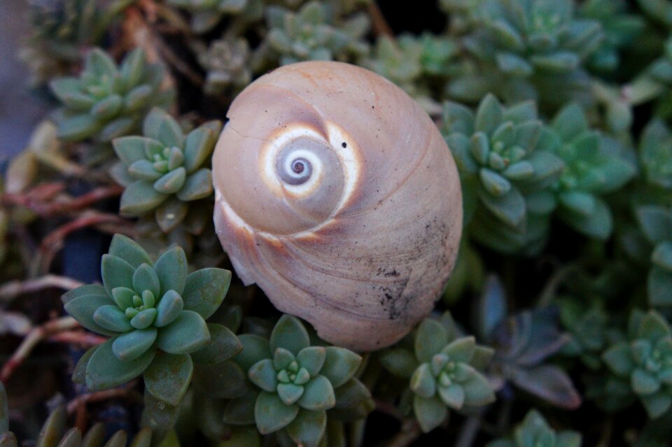 Flora closeup sea