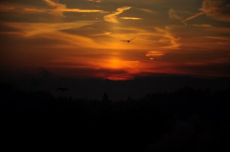Sunrise bird clouds photo