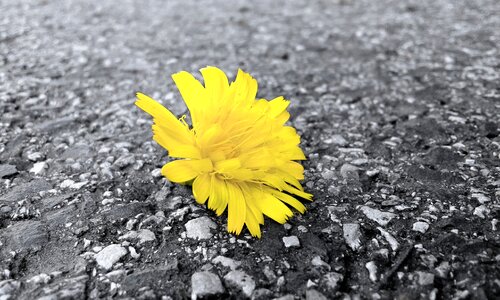 Colour flora contrast