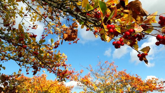 Fall nature season