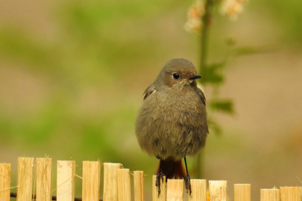 Animal world nature bird