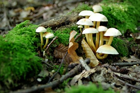 Forest undergrowth litter