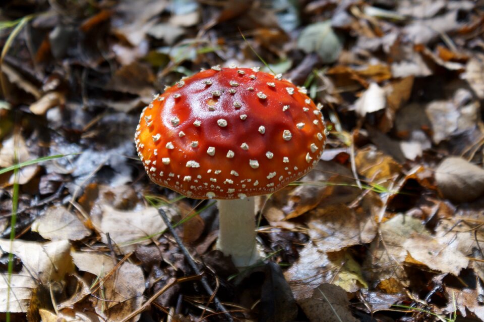 Mushroom autumn toxic