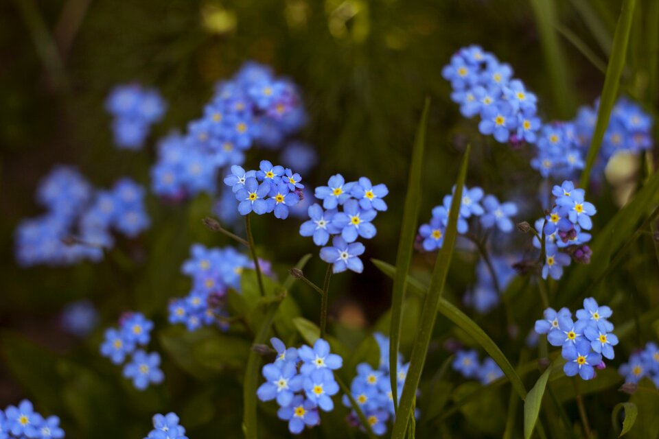 Outdoors summer wild flower
