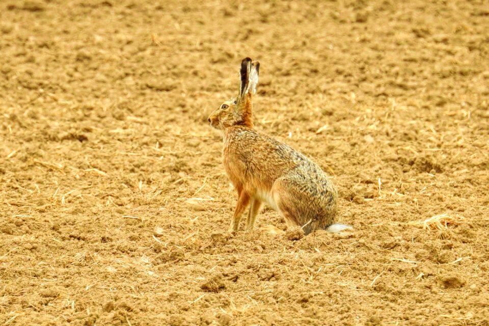 Animal nature animal world