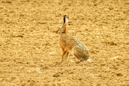 Animal nature animal world