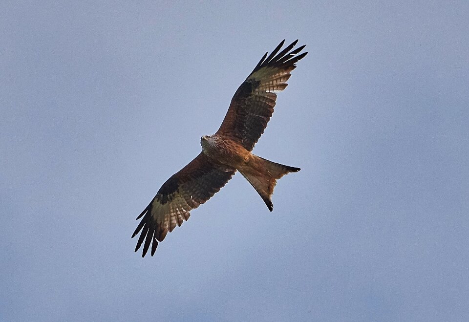 Birds plumage sky