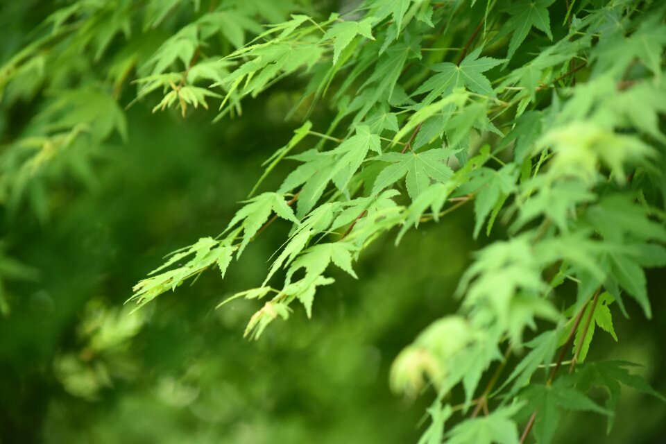 Autumnal leaves green summer