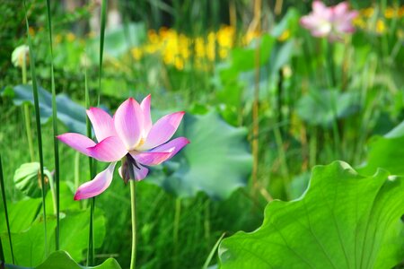 Lotus summer Free photos photo