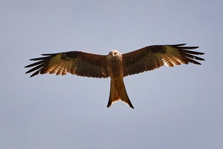 Birds plumage sky