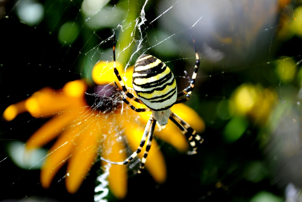Animal spider garden