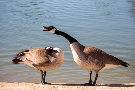 Nature animal duck
