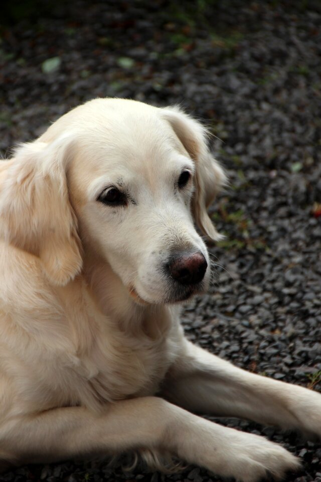 Pet blonde fur view