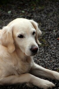Pet blonde fur view