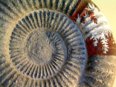 Ammonite stone texture