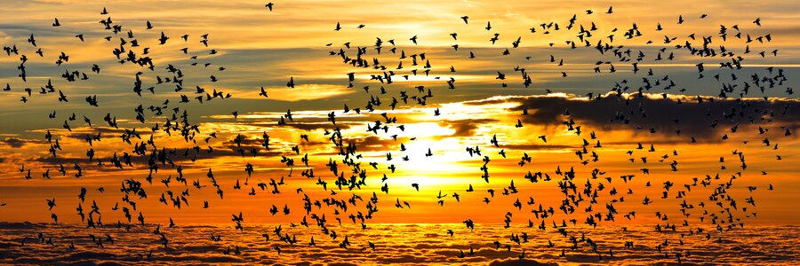 Migratory bird flying south