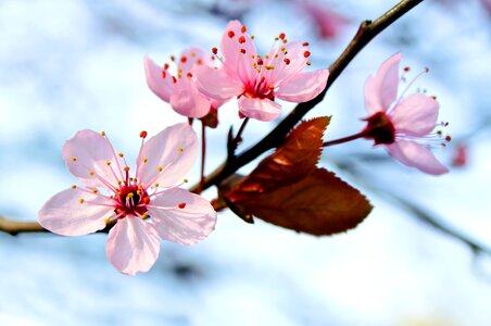 Plant branch blooming