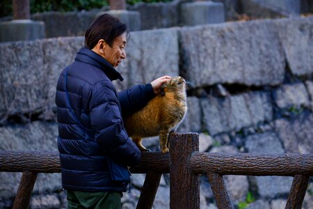 Adult cat osaka castle